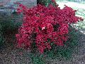 Hinodegiri Azalea / Rhododendron obtusum 